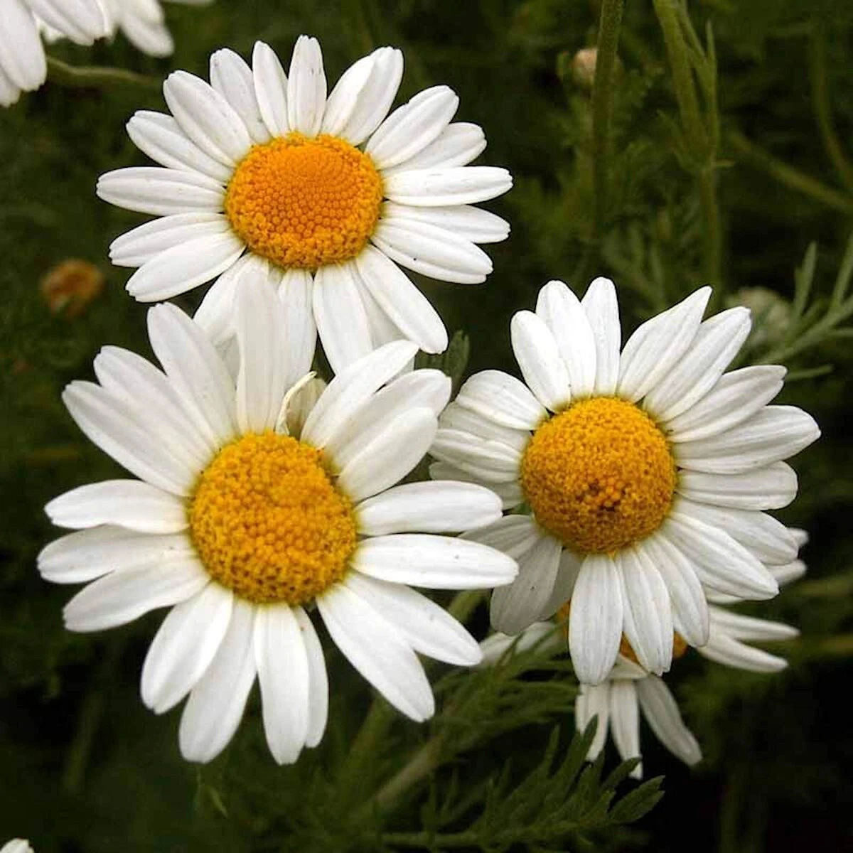 600 Roman Chamomile Wildflower Seeds  - $9.76
