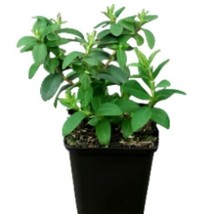 Hypericum Ignite Red Tm 1Gallon St Johnswort Plant Shrubs-live Plant - £26.95 GBP