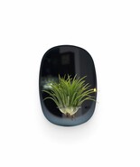 Rectangular Blue Plant Mirror - $545.68 MXN