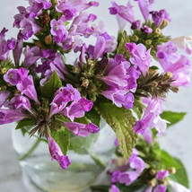 VC Pink Panther Catmint Seeds Perennial Blooms In The 1St Year Pollinato... - $9.77