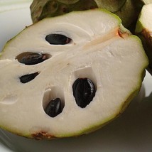 Cherimoya Seeds Gardening Usa Seller - $16.60