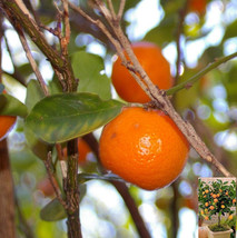 Calamondin, Thai Miniature Orange Tree, Citrofortunella Microcarpa, Thai Citrus - £2.59 GBP