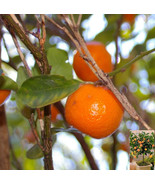 Calamondin, Thai Miniature Orange Tree, CITROFORTUNELLA MICROCARPA, Thai... - £2.55 GBP