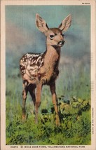 Mule Deer Fawn Yellowstone National Park Postcard PC535 - $4.99