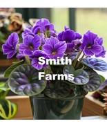 25 Seeds Purple African Violet Flowers Saintpaulia - $7.25