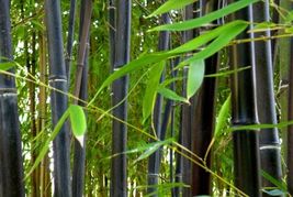 Phyllostachys Nigra Cold Hardy Black Running Bamboo  20 Seeds - £6.13 GBP