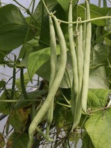 Contender Bush Bean Seed  Heirloom Greenpod Garden Beans Seeds 1Oz  From US - £8.26 GBP