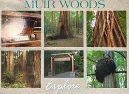 Muir Woods Explore Postcard - $3.72