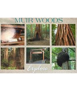 Muir Woods Explore Postcard - £2.91 GBP