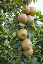 25 Golden Russet Apple Seeds, Outdoor Plant, Fruit Plant - $7.95