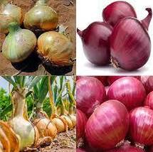 Free Shipping One Packet Onion Seeds Collection NON-GMO 13 Varieties - £20.58 GBP