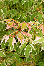 15 Flamingo Boxelder Maple Seeds Acer Negundo Flamingo USA SELLER Fast Shipping - £9.88 GBP