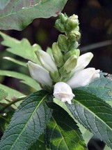 HGBO 50 Seeds White Turtlehead Chelone Glabra Flower Seeds From US - $8.72