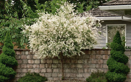 Japanese Dappled Nishiki Willow Shrub Tree Quart Pot USA Fast Shipping - $40.80