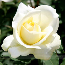 50 Seeds White Rose Shrub Flower Seeds Gardening - $8.22