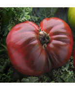 30 Seeds Black Krim Tomato Non Gmo - £7.14 GBP