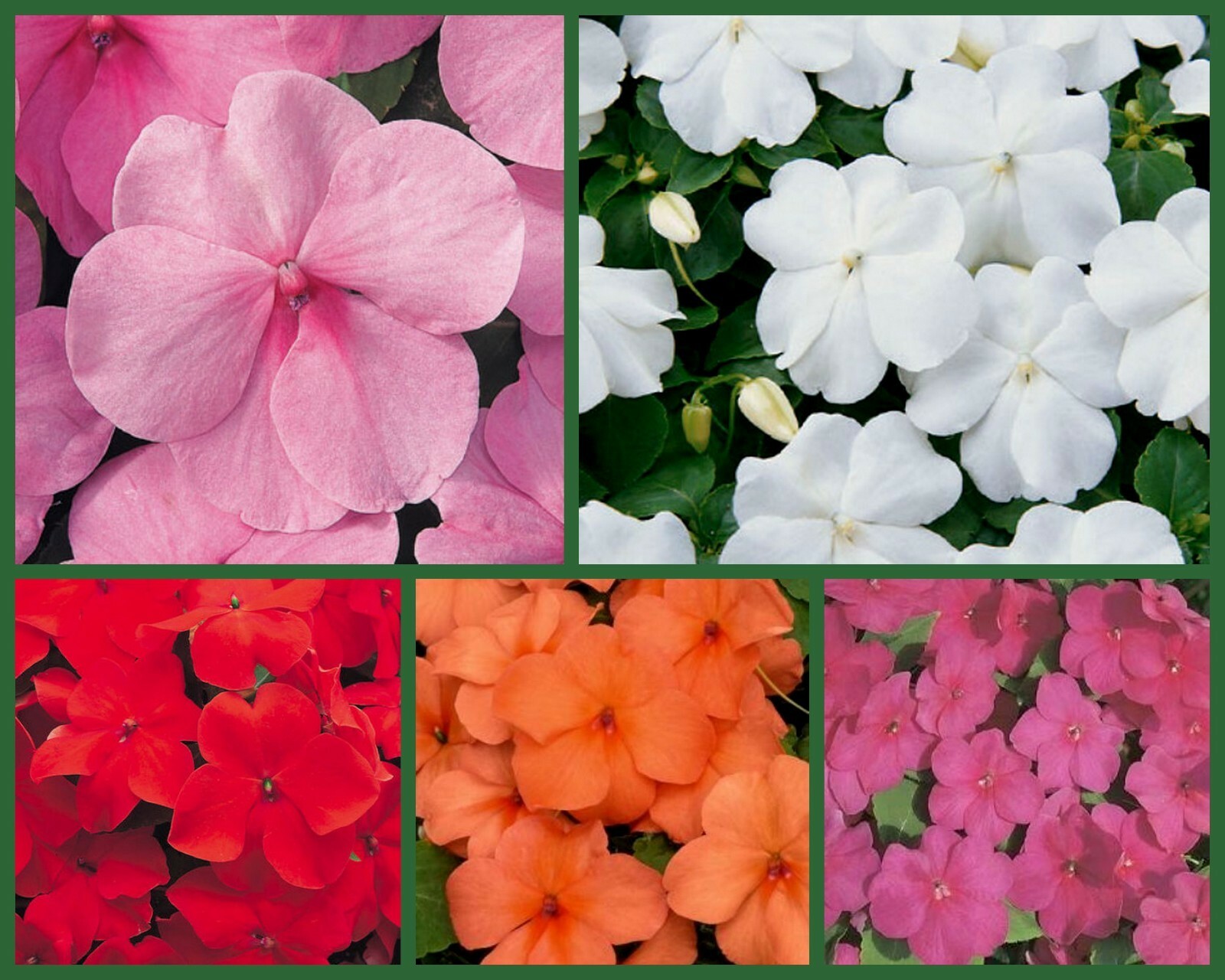 Impish Impatiens 5 Packs Red Impatiens Orange Impatiens Pink Impatien Se... - $21.48