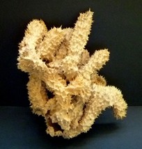 Brown tube sponge sea sponges exotic ocean beach decor - $1,494.63 MXN