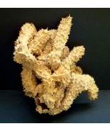 Brown tube sponge sea sponges exotic ocean beach decor - $1,487.67 MXN