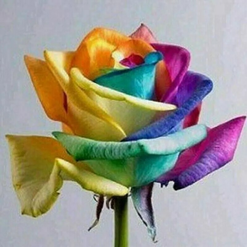 Rainbow Rose Seeds- 50 or 100 Seeds.USA Seller- Free Shipping - $3.29+