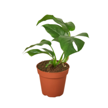 4&quot; Pot - Philodendron Mini Monstera Minima - Gardening - Houseplant - FREE SHIP - £32.86 GBP