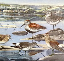 Sandpiper Shore Bird Types 1955 Plate Prints Birds Of America Nature Art DWEE31 - £19.66 GBP