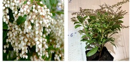 &#39;Scarlet O&#39;hara&#39; Pieris Japonica 4-8&quot; live plant 1 year old potted - £72.89 GBP