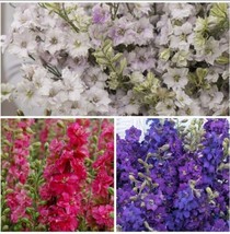 Larkspur Variety: Smokey Eyes Carmine Dark Blue 40 Seeds For Each Variety X3 Gar - £13.26 GBP