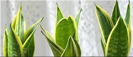 Egrow 400Seeds Seeds Bonsai Sansevieria Seeds Organic Organic Blooming Flower Pl - $12.74