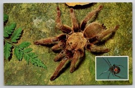 Tarantula and Black Widow Spiders Postcard C21  - £4.70 GBP