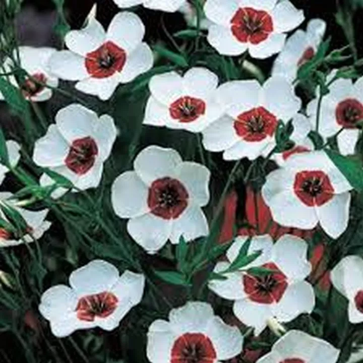 Flower Flax Bright Eyes 100 Seeds - $9.79