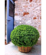Organic Greek basil seeds 1 gr - code 080 - $91.84 MXN Organic Greek basil seeds 1 gr - code 080 - $91.84 MXN