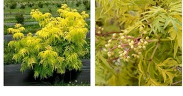 6-12&quot; Tall Live Plants - 2 Lemony Lace Elderberry Shrubs - 4&quot; Pots - Sam... - £82.13 GBP