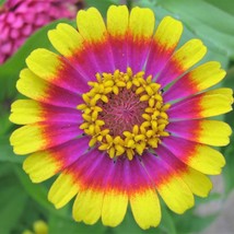 50 Carousel Mix Zinnia Elegans Carrousel Whirligig Mixed Colors Bicolor Flower S - £11.85 GBP