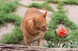 Photo on Canvas, 16&quot; x20&quot;. Wrapped. My Cat Pumpkin.  See Note. - £63.14 GBP