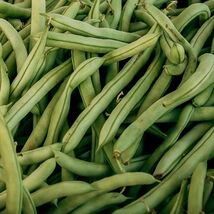 Kentucky Dreamer Bush Green Bean Seeds, Snap Bean, NON-GMO, Heirloom, FR... - $1.67+