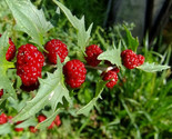 1 50 Strawberry Spinach Stick Seeds Chenopodium Foliosum - £7.22 GBP