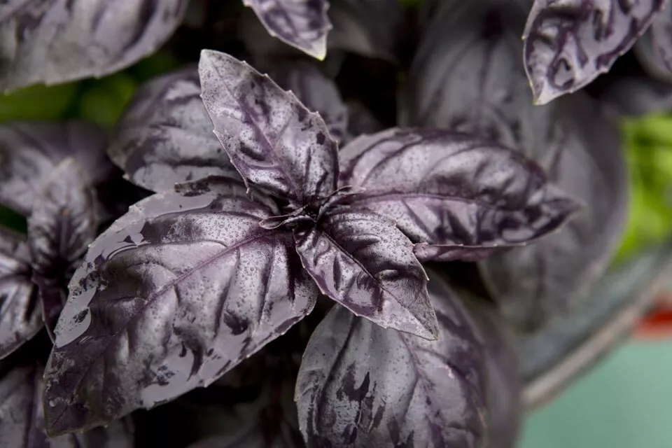 SYST 500 Seeds Dark Opal Basil Purple Organic Seed Catalog Home Garden  - $9.38