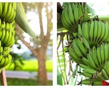 Musa - Dwarf Cavendish - 8-12&quot; Banana Tree Plant Garden - $34.93