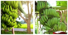 Musa - Dwarf Cavendish - 8-12&quot; Banana Tree Plant Garden - £27.85 GBP