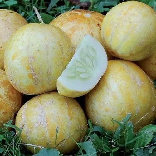 Fresh 25 Lemon Cucumber Seeds Non-Gmo Heirloom Seeds - £6.08 GBP