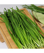 1000 Seeds, Chinese Garlic Chives Seeds SH10801C - £12.86 GBP