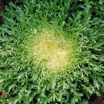 Green Curled Ruffec Endive Curly Frisee Lettuce Escarole Chicory Gardening USA S - £8.12 GBP