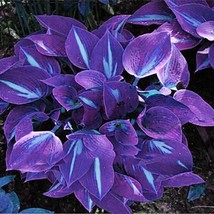 200 Seeds Coloful Hosta Plants Perennials Lily Flower Full Shade Hosta F... - $277.46 MXN