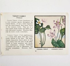 Common And Canada Violet Flowers 1932 Color Plate Print Irving Lawson PGBG21B - £19.51 GBP