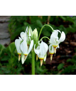 5 Shooting Star bulb/roots perennial - $153.06 MXN