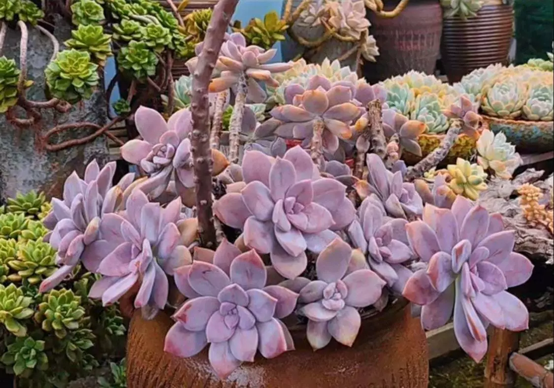 2pot 4&quot;pot Succulent Plants Graptopetalum Superbum - $19.82