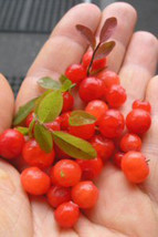 15 Red Huckleberry Seeds-1090A - £3.20 GBP