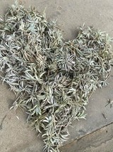 4 lb FRESH White Sage leaf clusters clipping salvia apiana USPS rare her... - £98.30 GBP