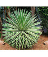 AGAVE Angustifolia Marginata Plant live Outdoor Living  - £48.75 GBP